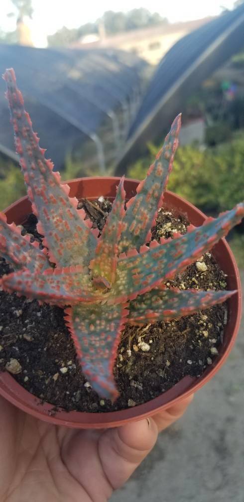 4&quot; Aloe Pink Blush - $10.99
