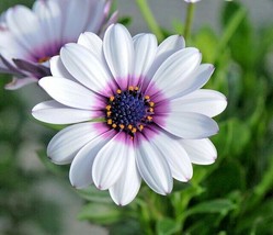 201 Seeds CAPE AFRICAN DAISY Flower Seeds Wildflower Drought Tolerant - $10.00