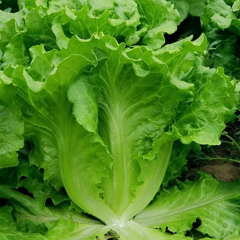 KS All Season Romaine Lettuce Non Gmo Organic Garden Planting 1000 Seeds  - £7.81 GBP