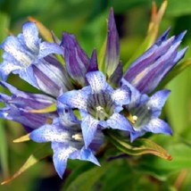 30 Gentian Gentiana Sceptrum Shade Loving Perennial Flower Seeds US Seller Fast  - $9.85