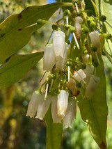 GIB Agarista populifolia | Florida Hobblebush | 20 seeds - £12.09 GBP