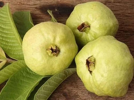 US Seller 50 Detwiler Guava Seeds New Fresh - $5.48