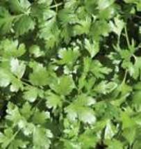 100+ Cilantro Coriander Seeds  Herb Mexican Spice NON-GMO US Seller - £7.47 GBP