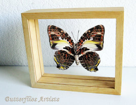 Glorious Begum Agatasa Calydonia Butterfly Framed Entomology Double Glas... - $74.99