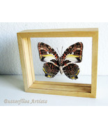 Glorious Begum Agatasa Calydonia Butterfly Framed Entomology Double Glas... - $1,425.32 MXN