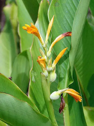 Canna Jaegeriana Orange Canna Lily 10 Seeds Fresh Garden - £26.84 GBP