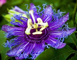 PATB MAYPOP PASSIFLORA BUTTERFLY HEAVEN Starter Plant Passiflora Incarnata  - £22.81 GBP