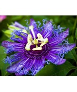 PATB MAYPOP PASSIFLORA BUTTERFLY HEAVEN Starter Plant Passiflora Incarnata  - £23.14 GBP