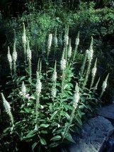 Culver&#39;S Root 50 Seeds  - £4.47 GBP