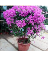100 Pcs Bonsai Lilac Bonsai Japanese Lilac - $15.94 CAD