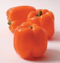 New Fresh 50 Orange Sun Bell Pepper Sweet Capsicum Vegetable Seeds - £11.70 GBP