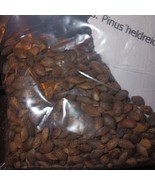Bosnian Pine Tree Seeds Pinus Heldreichii Var Leucodermis Heldreich Pine... - $15.51