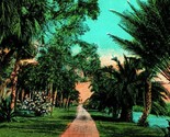 Drive Thru Date Palms and Oaks Florida FL 1920s Postcard  - $3.91