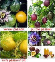 Thai Passion Fruit Seeds, sweet tropical seed - 10 fresh seeds - PASSIFLORA EDUL - £1.92 GBP