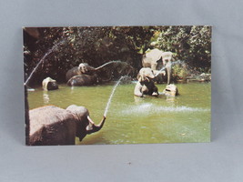 Vintage Postcard - Elephant Pool River Adventure - Walt Disney Productions - £11.77 GBP