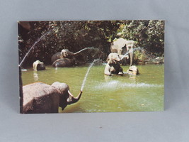 Vintage Postcard - Elephant Pool River Adventure - Walt Disney Productions - £12.06 GBP