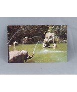 Vintage Postcard - Elephant Pool River Adventure - Walt Disney Productions - $20.42 CAD