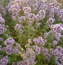 50+ Sweet Fragrant Marjorum Seeds Reseeding Annual Herbs, Teas, Medicinal - £7.77 GBP