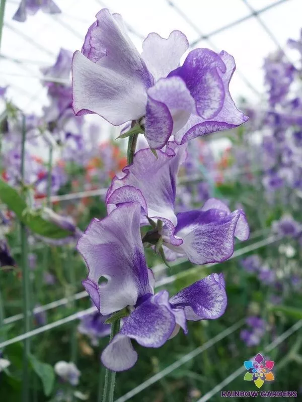 LWS Night Sky Sweet Pea For Garden Planting 50 Seeds Fast Shipping - £8.50 GBP