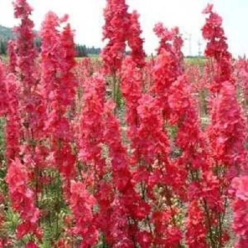 New Fresh 100 Red Delphinium Seeds Perennial Garden Flower Bloom Seed Flowers - £9.04 GBP