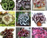Unique 9 Colors Begonia Flower Seeds Flowers Potted Bonsai Garden (Mix) ... - $5.99