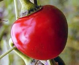 Pepper Seed, Large Hot Cherry, Heirloom, Organic, Nongmo, 100 Seeds, Hot Pepper - £4.74 GBP