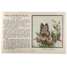 Common Blue Butterfly 1934 Butterflies Of America Antique Insect Art PCB... - $366.80 MXN