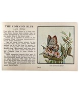 Common Blue Butterfly 1934 Butterflies Of America Antique Insect Art PCB... - $367.96 MXN