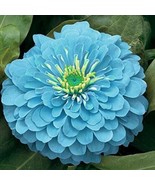 50 SEEDS ZINNIA FLOWERS LIGHT BLUE COLOR GARDEN PLANTS QUICK SPROUT HEIR... - $8.35