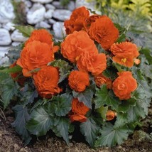 Fresh Seeds USA Begonia Double Orange Flower Seeds Begonia Tuberosa 30 S... - £10.52 GBP