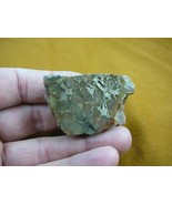 (DF601-28) 2 oz Fossil REAL DINOSAUR POOP Coprolite Dino Utah Jurassic D... - €15,34 EUR