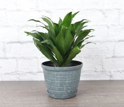 1 Pcs Janet Craig Compacta - Rustic Pot - 4&quot; Diameter Plant - Live Houseplant - £49.22 GBP