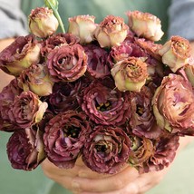 Top USA Seller Rosanne 3 Brown Lisianthus Seeds Eustoma Grandiflorum Packet Of 2 - £15.00 GBP