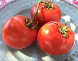 Homestead Tomato 100 Heirloom Survival Huge Heavy Producer Slicing Bulk ... - $171.75 MXN
