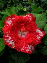 Best 25 seeds Ruby Red Hibiscus Flowers Huge Blooms Planting Garden - £3.84 GBP