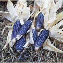 Corn Blue Shaman Popcorn 20 Seeds Heirloom Nongmo - £6.52 GBP
