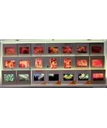100+ VTG Kodak Kodachrome 35mm Color Slide Lot 1950&#39;s Flowers Plants Tre... - €58,81 EUR