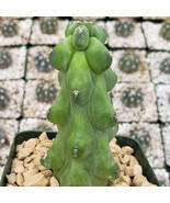 Boobie Cactus - Myrtillocactus Geometrizans Fukurokuryuzinboku Live Plan... - $2,118.35 MXN