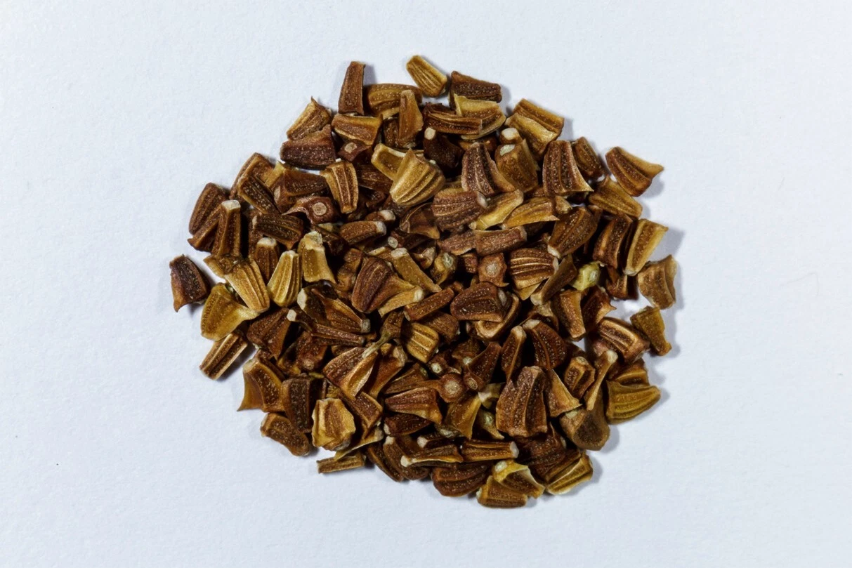 2000+ Chrysanthemum seeds | Tan Ngo | Cai Cuc | Tan O - $4.00