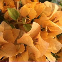 USA SELLER Topaz Gold Bougainvillea Small Well Rooted Starter Plant Live Bougain - £36.14 GBP