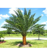KKG Phoenix Sylvestris Silver Date Exotic Palms Semi Plant Seed 50 Seeds... - $523.60 MXN