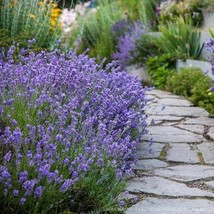 500 True English Lavender Flower Seeds Fast Ship Fresh Seeds USA SELLER - $13.98