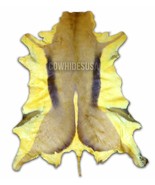 Dyed Springbok Skin Large Top quality antelope skin in assorted dyed col... - €54,64 EUR