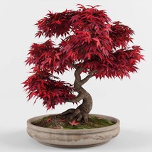 Japanese Red Maple Bonsai seeds, Acer Palmatum Atropurpureum Red Japanese Maple  - £3.33 GBP