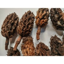 All Natural Georgia Magnolia Seed Pods - From Mature Healthy Tree No Che... - $9.95