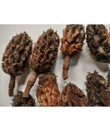 All Natural Georgia Magnolia Seed Pods - From Mature Healthy Tree No Che... - £7.88 GBP
