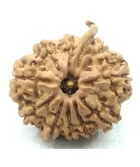 Rare Collector Size 10 Mukhi Ganesha Rudraksha - Nepal - Lab Certified - €190,29 EUR Rare Collector Size 10 Mukhi Ganesha Rudraksha - Nepal - Lab Certified - €190,29 EUR