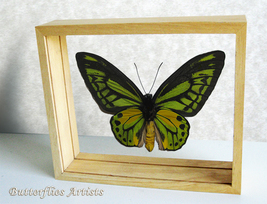 Ornithoptera Croesus Lydius Golden Birdwing Real Butterfly Double Glass Display - £141.83 GBP