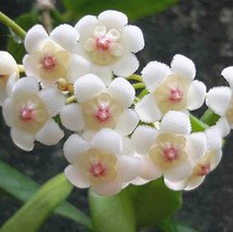 Flower Hoya Kerrii (December Orchid), 100 SEEDS D - $12.35