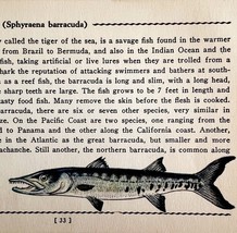 Barracuda 1939 Salt Water Fish Gordon Ertz Color Plate Print Antique PCBG19 - $29.99